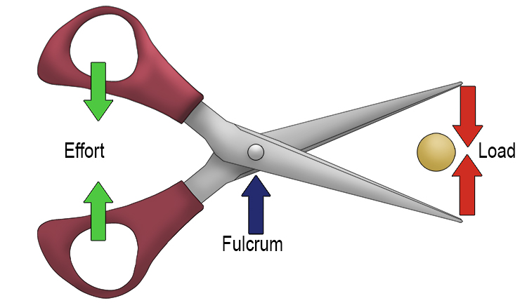 First class levers can be used in scissors.